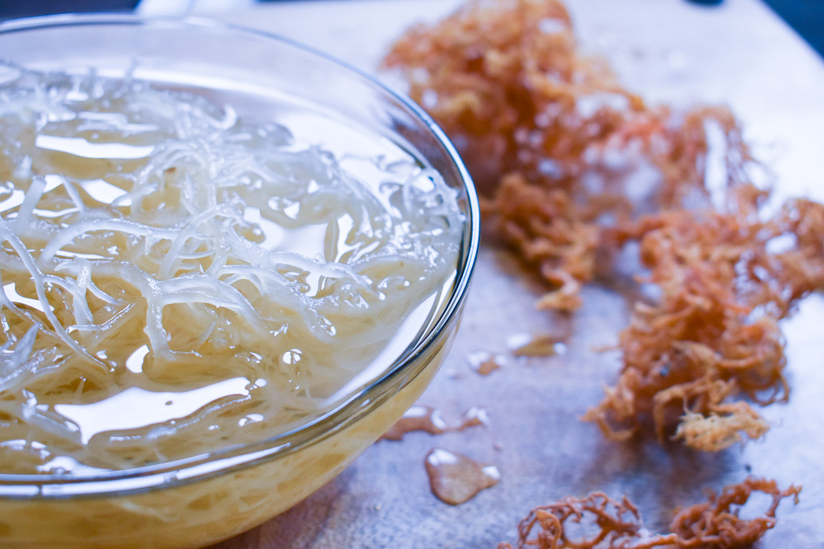 wildcrafted pure golden dried sea moss, ethically harvested and sundried. available in norway and the world