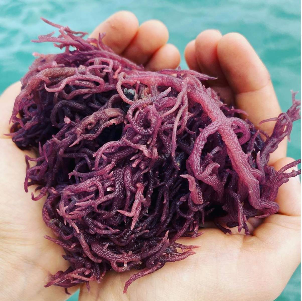 wildcrafted pure purple dried sea moss, ethically harvested and sundried. available in norway and the world