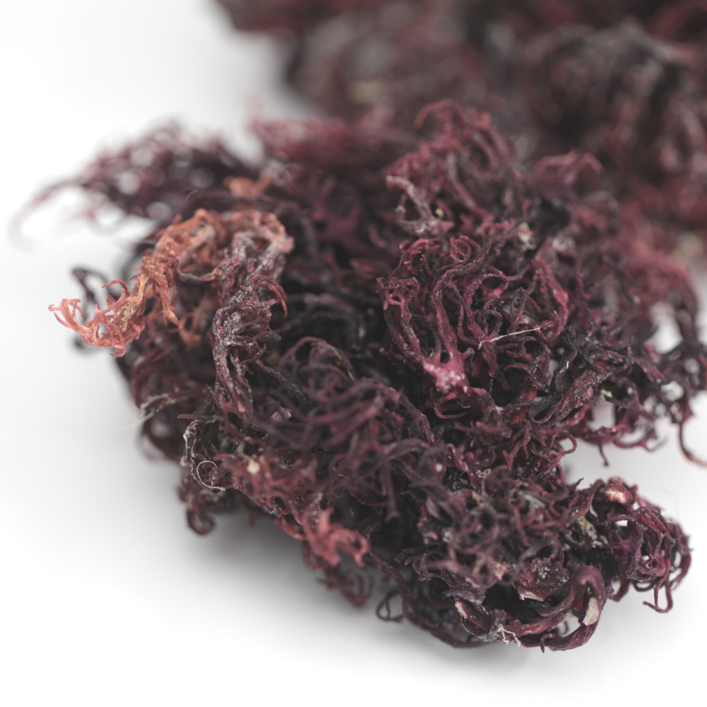 wildcrafted pure purple dried sea moss, ethically harvested and sundried. available in norway and the world